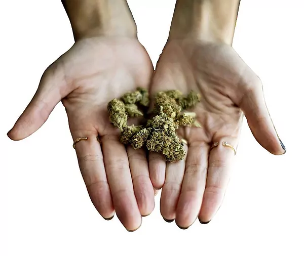 Legalizar o no legalizar la venta de cannabis