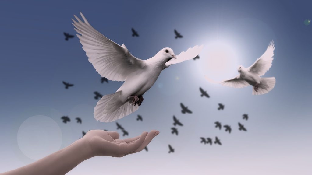 dove, peace, freedom-3426187.jpg